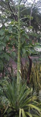 Agave desmettiana