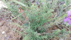 Jamesbrittenia pinnatifida