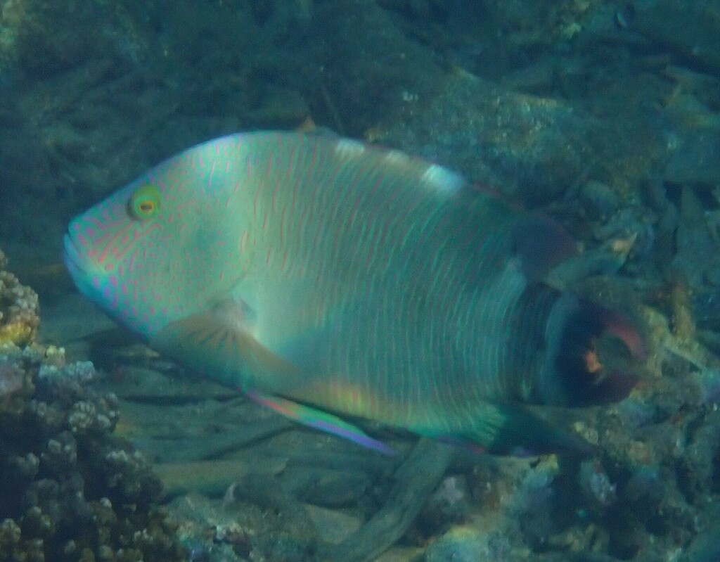 Tripletail wrasse