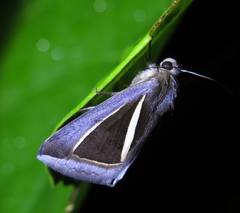 Chalciope