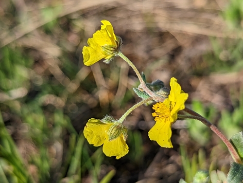 Image of Helianthemum canum by (c) Elias, some rights reserved (CC BY)