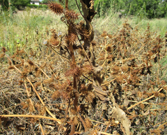 Xanthium strumarium image