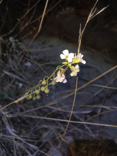 Image of Physaria purpurea by (c) Alina Martin, some rights reserved (CC BY)
