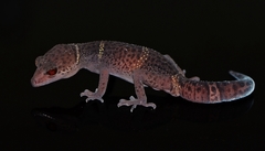 Goniurosaurus hainanensis