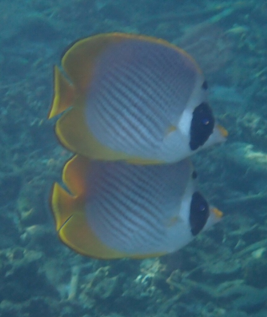 Bantayan Butterflyfish