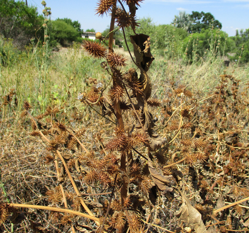 Xanthium strumarium image