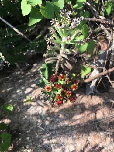 Euphorbia vandermerwei, photograph 1