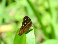 Anartia amathea