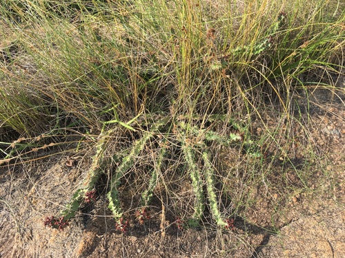 Euphorbia vandermerwei, photograph 2