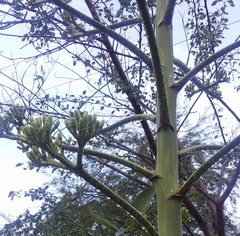Agave desmettiana
