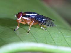 Scholastinae