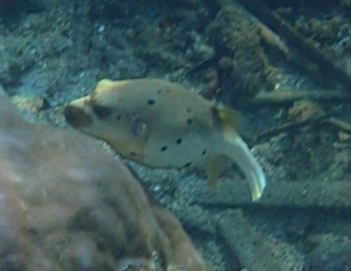 Blackspotted Puffer (Arothron nigropunctatus)