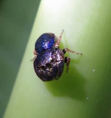 Simaethina