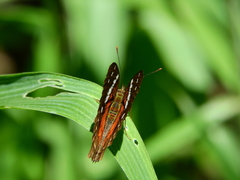 Anartia amathea