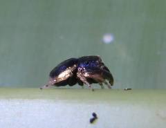 Simaethina