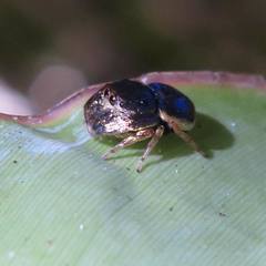 Simaethina