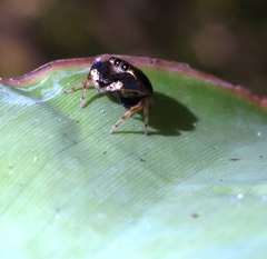 Simaethina