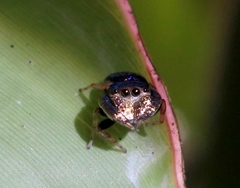 Simaethina