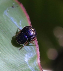 Simaethina