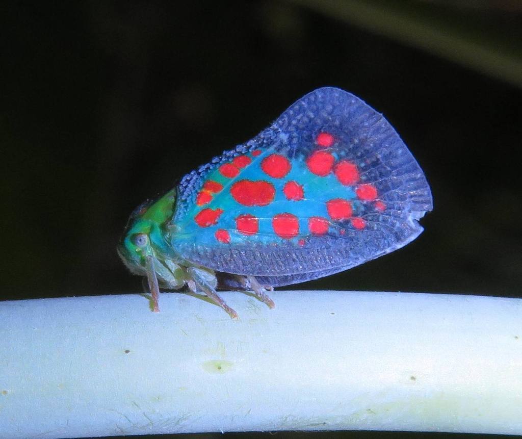 Neomelicharia consociata
