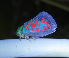 Neomelicharia consociata