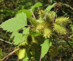 Xanthium strumarium image