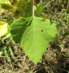 Xanthium strumarium image