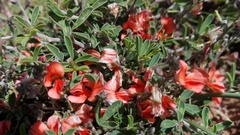 Indigofera sessilifolia