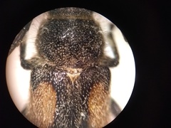 Crossidius pulchellus