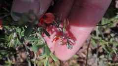Indigofera sessilifolia