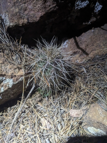 Monte Vista Trail #221