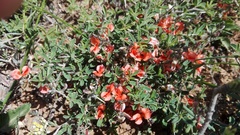 Indigofera sessilifolia