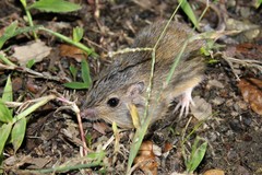 Chaetodipus hispidus