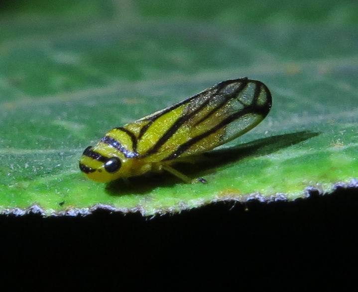Aufidus crassivena