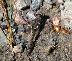 Williamsonia lintneri