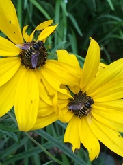Eristalis transversa