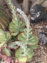 Kalanchoe luciae