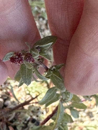 Coulter's saltbush (Atriplex coulteri)