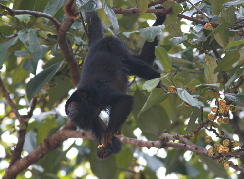 Red-handed Howler Monkey in September 2006 by guykirwan · iNaturalist