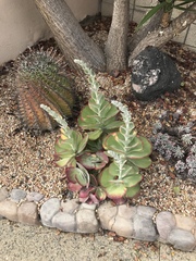 Kalanchoe luciae