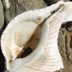 Maoricrypta sodalis