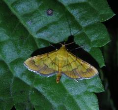 Orphanostigma abruptalis