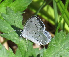 Celastrina serotina