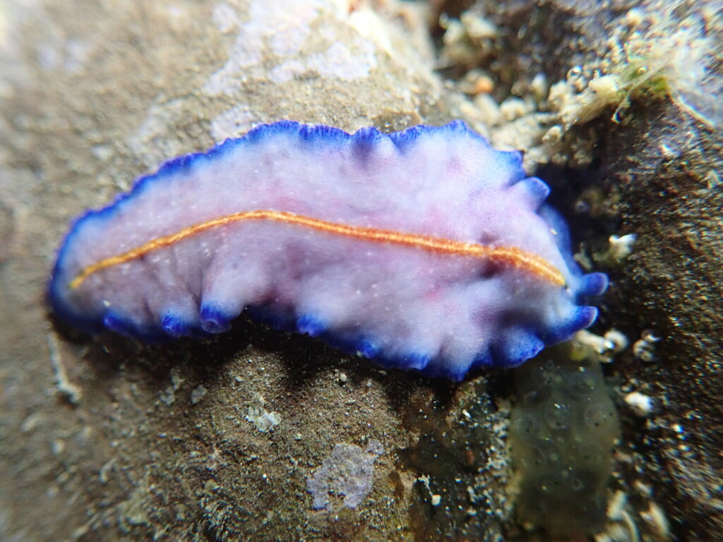 Pseudoceros galatheensis
