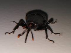 Rhynchophorus bilineatus