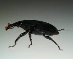 Rhynchophorus bilineatus