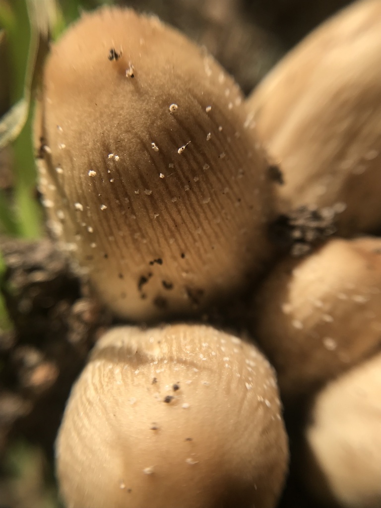 Coprinellus micaceus · April 2023 · photo: © tutitah (iNaturalist, cc0)