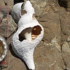 Maoricrypta sodalis