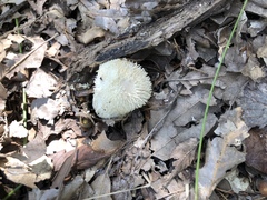 Lycoperdon pulcherrimum