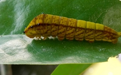 Graphium macfarlanei